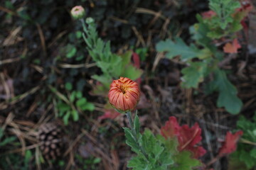 hygrocybe pratensis mushrooms growing in the grass. Beautiful mushroom background 
