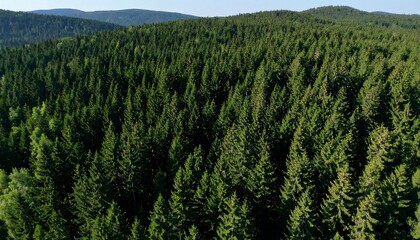 Obraz premium Aerial View Lush Green Coniferous Forest.