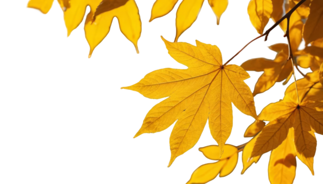 Yellow Maple Leaves hanging in branch isolated on transparent background, Autumn Maple Tree Branch PNG 