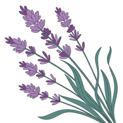 Lavender flower vector art on white background, flower icon and logo, lavender flower vector art logo and icon design. Adobe Illustrator Artwork