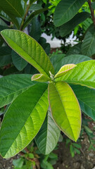 Guava leaves, herbal medicine to relieve diarrhea