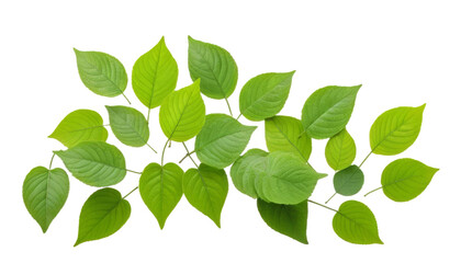Fototapeta premium Top View Of Green Leaves isolated on transparent background, PNG 