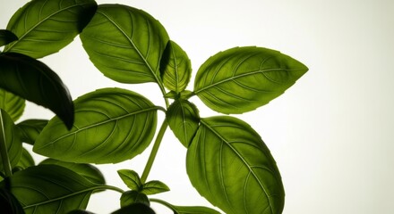 Fototapeta premium Backlit basil leaves with slight translucency on off-white background
