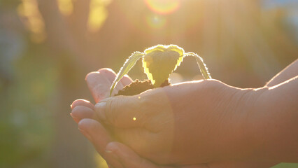 Close up of gardener holding small green sapling of tree with soil in arms. Young sprout in palms of her hands illuminated by sun at sunset light. Taking care of wild nature. Hobby in gardening