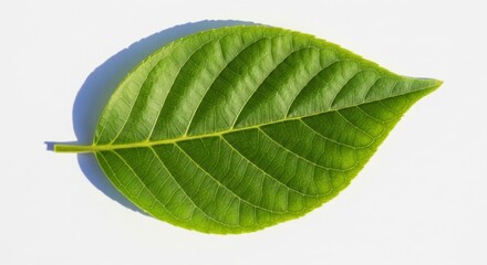 Fototapeta premium Single green leaf with visible veins