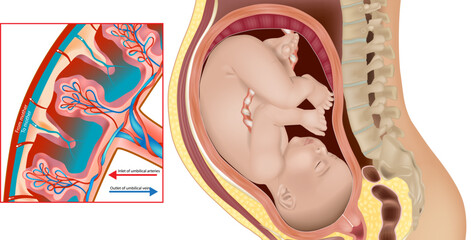 Fetal Position and Placental Blood Circulation in Pregnancy. Pregnant Woman Uterus Cross-Section with Placenta and Fetus. Medical Illustration of Fetus in Womb with Placental Flow Diagram