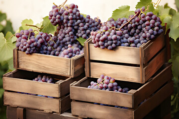 beautiful blackberries with leaves in wooden vase isolated on white
