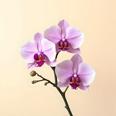 Obraz premium Graceful Purple Orchids: A Stunning Renaissance on Creamy Canvas