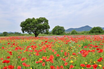 꽃양귀비 등 꽃들이 활짝핀 함안 야외공원 픙경 시리즈