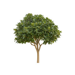 Lush Green Tree Isolated on Transparent Background - Perfect for Landscaping and Design Projects