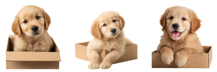 Set of Cute golden retriever puppy in a box isolated on a transparent background