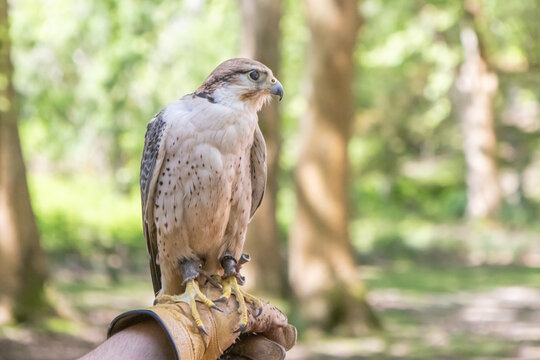 Saker falcon perched on falconer's glove at tapada nacional de mafra