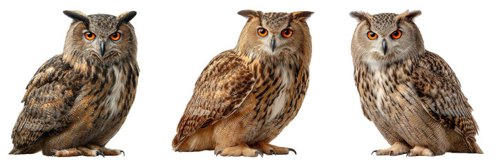 Set of majestic Eurasian eagle-owl with striking orange eyes and feathered ear tufts perches isolated on a transparent background