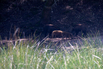 Wild boar family walking in the tapada nacional de mafra, portugal