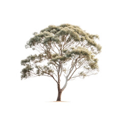 Majestic Eucalyptus Tree Isolated on Transparent Background