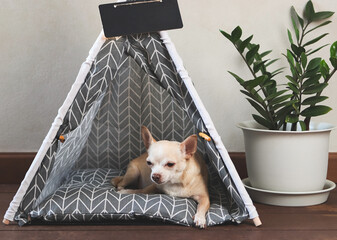 brown Chihuahua dog lying down  in gray teepee tent with blank name tag beside plant pot on wooden floor and white wall.
