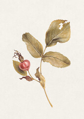 Hand drawn illustration of dried dog rose branch. Perfect for posters, home textile, wall decor, apparel, packaging design, stationery and other printed goods