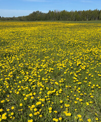 A vibrant spring meadow filled with blooming yellow dandelions under a bright blue sky with wispy clouds.
