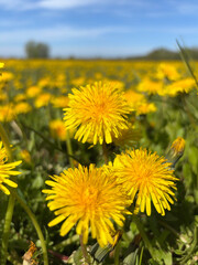 Blooming yellow dandelions against a bright blue sky.