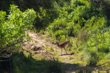 Fallow deer running in the woods of tapada nacional de mafra, portugal
