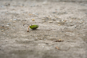tree seed on the ground