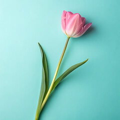 Pink tulip blossom, single flower, spring nature beauty isolated on green or white