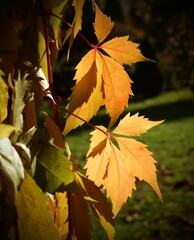 autumn Colorfull leaves in the garden 