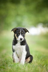 Spring portrait of dog in nature. He is so cute in the nature. He has so lovely face	
