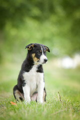 Spring portrait of dog in nature. He is so cute in the nature. He has so lovely face	
