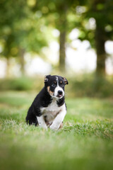 Spring portrait of dog in nature. He is so cute in the nature. He has so lovely face	
