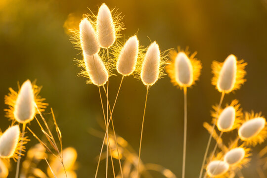Close up of a bunch of bunny tail grass with back lighting