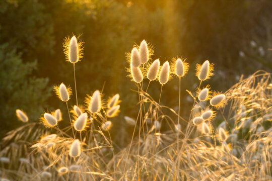Close up of a bunch of bunny tail grass with back lighting