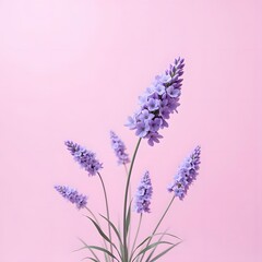 Obraz premium Ethereal Lavender Blooms Ascend on Soft Pink