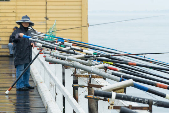 A lady in wet weather gear tending a row of fishing rods along a jetty