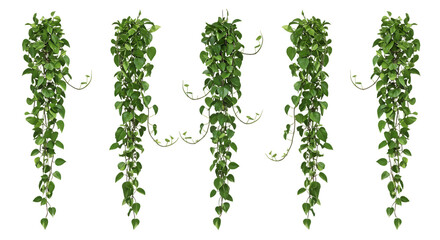 Green cascading hoya plant arrangement on transparent background for design and decoration