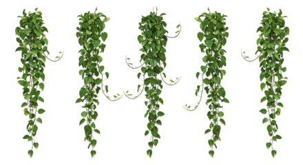 Green cascading hoya plant arrangement on transparent background for design and decoration
