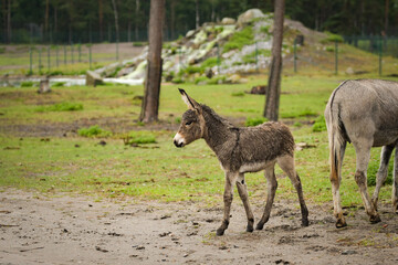 Donkey walking around its enclosure on safari. Free-roaming animals in the safari park.	