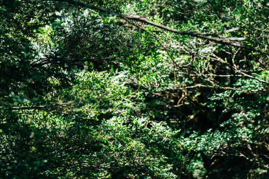 background of dense forest branches