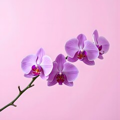 Ethereal Purple Orchids in Soft Suspension on Pastel Pink