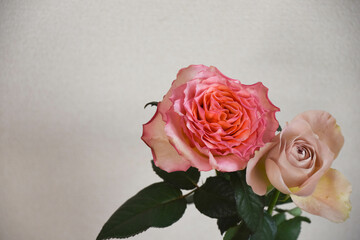 ピンク系のばら