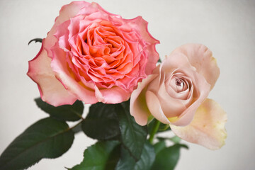 ピンクと紫のばら