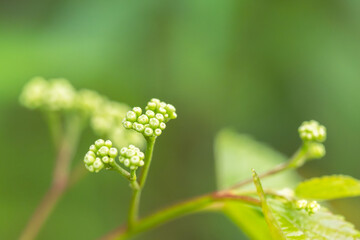 5月の山　ヤブガラシの小さな蕾01