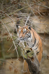 Asian tiger is standing on the log in zoo habitat. He is waiting for animal caretaker.	