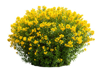 Beautiful lush yellow flowering shrub isolated on a transparent background for decoration