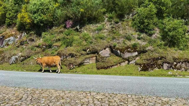 A cow walks along the road in the Peneda Geres natural Park in Portugal.