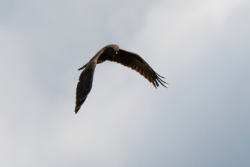 Buse variable,.Buteo buteo, Common Buzzard