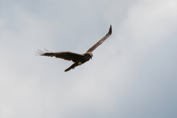 Buse variable,.Buteo buteo, Common Buzzard