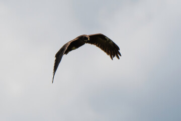 Buse variable,.Buteo buteo, Common Buzzard