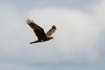 Buse variable,.Buteo buteo, Common Buzzard