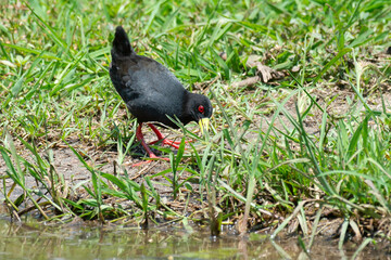 Râle à bec jaune,.Amaurornis flavirostra, Black Crake